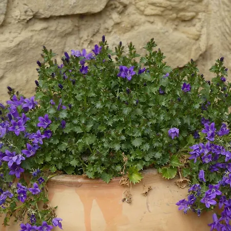 El Corral De San Juan